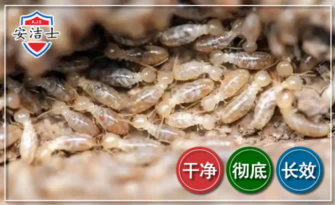 临安区白蚁防治