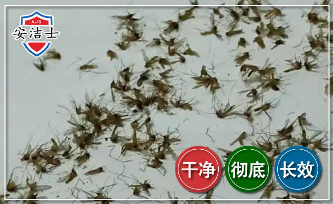 临安区苍蝇防治-灭蝇