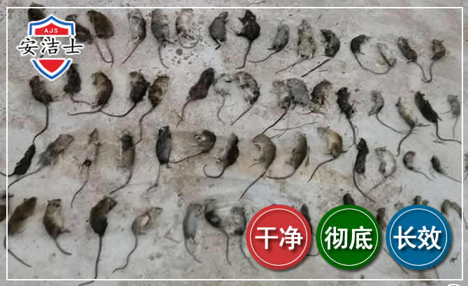 临安区鼠害防治-灭鼠