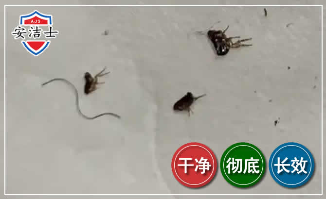 临安区跳蚤防治-灭跳蚤
