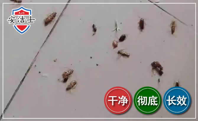 临安区蟑螂防治-灭蟑螂