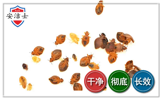 临安区臭虫防治-消灭臭虫